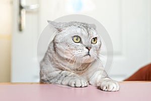 Cat, Table, Home: A silver tabby cat sits on a pink table in a home, looking inquisitively at something out of frame.
