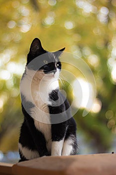 The cat on the table