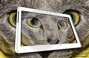 Cat in tablet