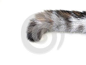 Cat tail with furry on the white background