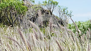 Cat tail grass of Masca