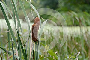 Cat tails