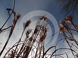 Cat Tails in the blue sky