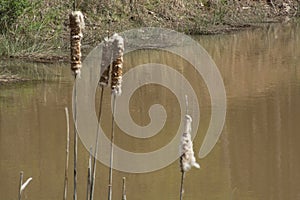 Cat tails breaking up next to a pond