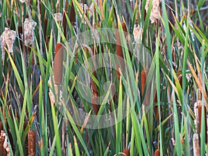 Cat Tails at the End of August