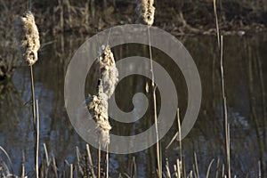 Cat tails exploding in the spring