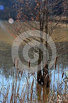 Cat tails and a hemlock tree