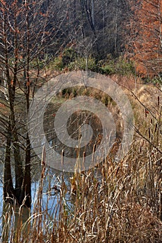 Cat tails and a hemlock tree