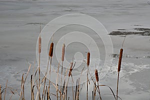 Cat tails with icy background