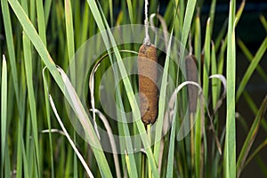 Cat Tails and reeds