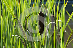 Cat Tails and reeds backlit