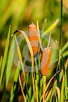 Cat tails standing tall. The Narrows Provincial Recreation Area Alberta Canada