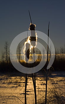 Cat tails in the sun