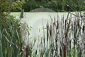 Cat tails in wetlands