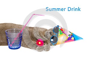 Cat take a summer drink