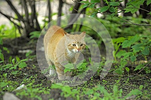 Cat take a walk on the grass