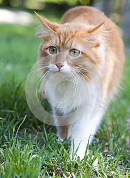Cat take a walk on the grass