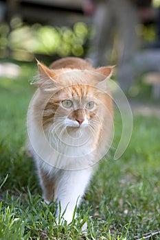 Cat take a walk on the grass