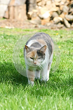 Cat take a walk on the grass