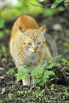Cat take a walk on the grass