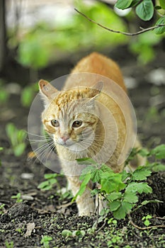 Cat take a walk on the grass