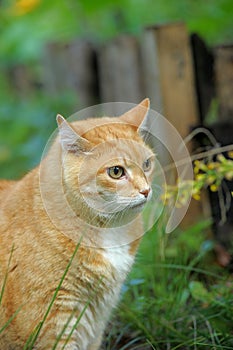 Cat take a walk on the grass