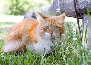 Cat take a walk on the grass close up