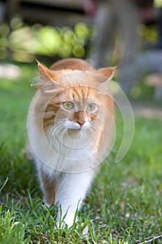 Cat take a walk on the grass close up