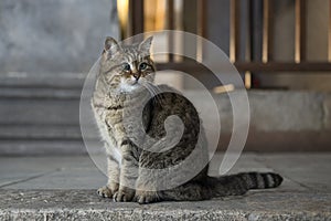 Cat, taken in the Hagia Sophia