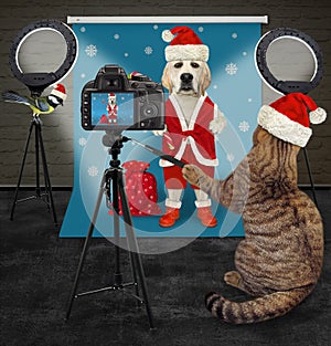 Cat takes pictures of dog labrador for Christmas