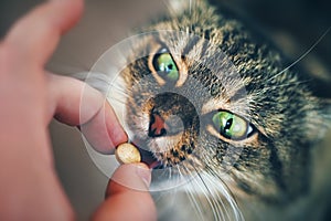 Mačka trvá pilulka 
