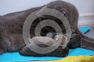 Cat taking care of her new borns, first day of life