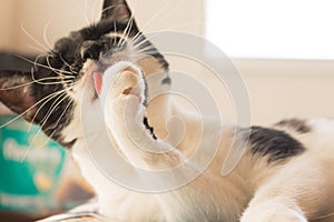 Cat taking a hygienic tongue bath