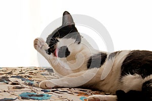 Cat taking a hygienic tongue bath