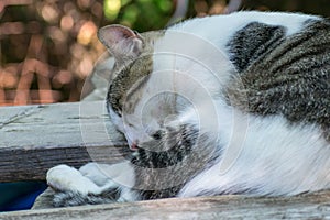 Cat taking a nap between 2 boards