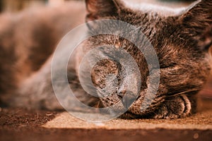 Cat taking a nap on a carpet