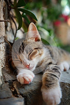 Cat is taking a nap. Cute cat kitten sleeping