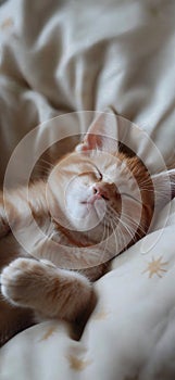 Cat is taking a nap. Cute cat kitten sleeping