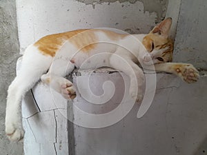 Cat Taking Relax and Sleep