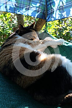 A cat is taking a rest in a hand made hammok