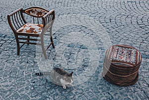 Cat taking rest on the street - colorful carpet and decorated chairs in the city of istanbul, turkey