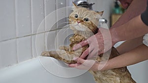 Cat taking a shower in the bathroom.