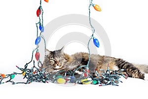 Cat Tangled Christmas Lights