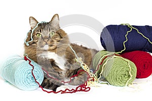 Cat Tangled in Yarn