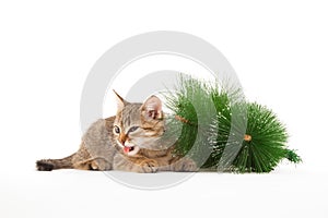 Cat tasting a New Year tree