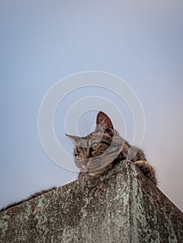 Cat in te roof