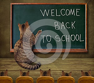 Cat teacher at blackboard 1