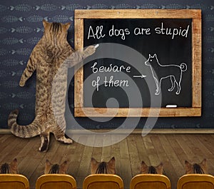 Cat teacher writing on blackboard 3