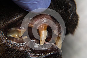 Cat teeth with gingival retraction after calicivirus infection photo