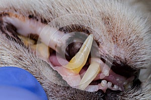 Cat teeth with gingival retraction after calicivirus infection photo